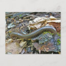 Search for arthropod postcards Bug