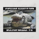 Search for everglades postcards Alligator