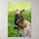 Search for wallaby posters Mammal
