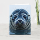 Search for seal cards Animals