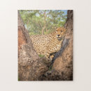 Search for cheetah puzzles Africa