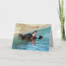 Search for turtle shell cards Animal