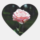 Search for beautiful rose stickers Close up