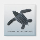 Search for sea turtle magnets Wildlife