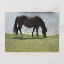 Search for grazing postcards Ponies
