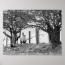 Search for black sheep posters Farm