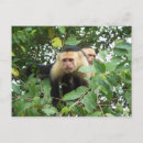 Search for capuchin Costa rica