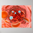 Search for molecular posters Magnification
