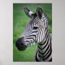 Search for black and white zebra posters Africa