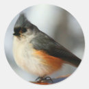 Search for titmouse stickers Nature