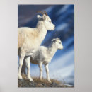 Search for ungulates posters North america