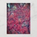 Search for finches postcards Red