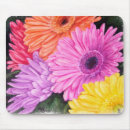 Search for gerber daisy mousepads Flowers