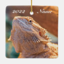 Search for bearded dragon Scales