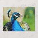 Search for indian peafowl postcards Peacock
