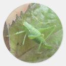 Search for cricket insect stickers Crickets