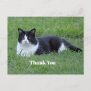 Search for black cat thank you postcards Black and white