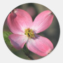 Search for dogwood stickers Pink