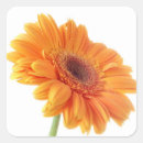 Search for orange gerbera daisy stickers Daisies