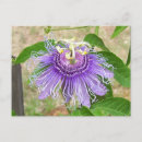 Search for passion postcards Flora