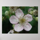 Search for blackberry posters Petals