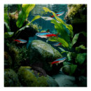 Search for aquarium fish posters Aquariums