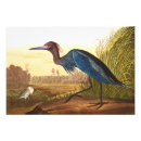 Search for ornithologist posters Audubon