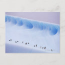 Search for penguin stamp postcards Bird