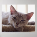 Search for lazy posters Animal