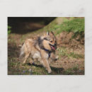 Search for harness postcards Dog