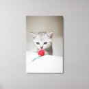 Search for british shorthair cat art Feline