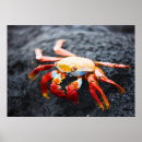 Search for crab posters Animal