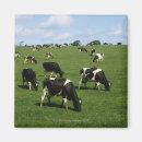 Search for holstein magnets Agriculture