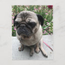 Search for hunde postcards Mops