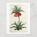 Search for fritillaria postcards Botanical