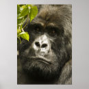 Search for rwanda posters Diurnal