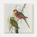 Search for platycercus Birds