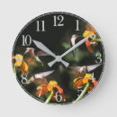 Search for hummingbird clocks Wildlife
