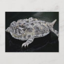Search for reptile postcards Frog