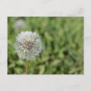 Search for grass seeds postcards Dandelion