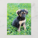 Search for german shepherd postcards Baby