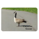 Search for goose magnets Geese