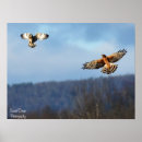 Search for harrier posters Wildlife