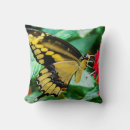 Search for swallowtail Photography