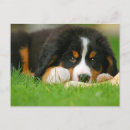 Search for mountain dog postcards Adorable