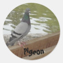 Search for pigeon stickers Nature