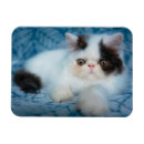Search for longhair magnets Domestic animals