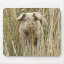 Search for pig mousepads Pets