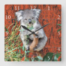 Search for koala clocks Animals