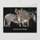 Search for cute zebra postcards Zebras